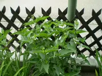 Staudensonnenblume oder Rudbeckia.webp