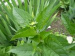 Staudensonnenblume oder Rudbeckia groß.JPG