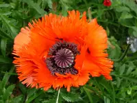 Mohnblüte.webp