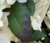 Braune Flecken 1.webp