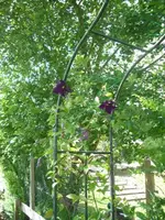 Clematis Daniel2.webp