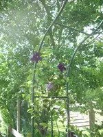Clematis Daniel3.webp