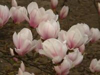 P4080027.webp