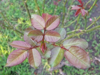 P8170037.webp