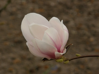 Magnolie.webp