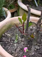 DSCN6445.webp