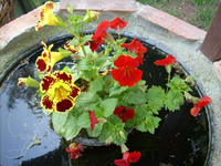 miniteich 0503.webp