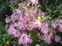 SA500238.webp