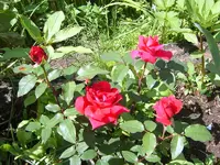 SA500243.webp