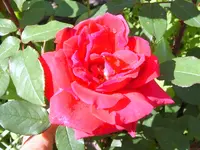 9447.webp