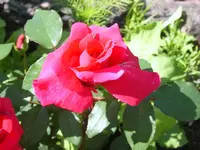SA500245.webp