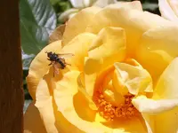 SA500264.webp