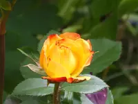 9448.webp