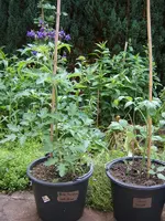 tomate01.webp