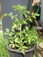 tomate03.webp