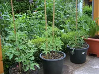 tomate04.webp