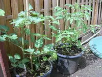 tomate05.webp