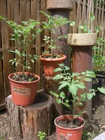 tomate06.webp