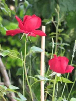 IMG_0229.webp