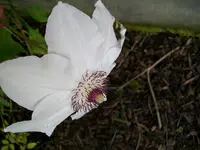 100_0792.webp