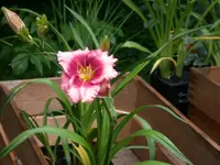 Duftlilie.webp