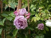 Duftrose.webp