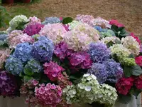 Hortensien 3.webp