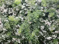 Pauls Himalaymusk.webp