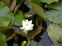 Seerose.webp