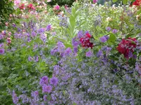 Strochenschnabel mit Rosen.webp