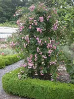 Ramblerrose im Gemüsegarten.webp