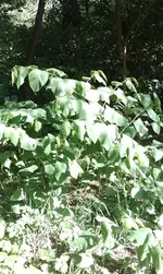 IMAG0037.webp