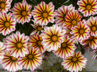 P1000839.webp