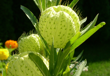 PICT0049.webp