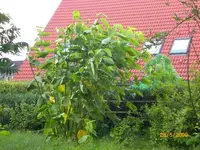 2009-05-28amUfer.webp
