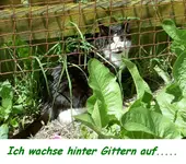Katze.webp