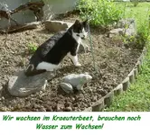 Katze (1).webp