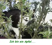 Katze (2).webp