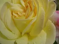 Schoenheit.webp