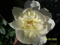 100_1749.webp