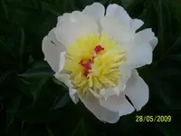 100_1750.webp