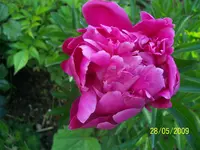 100_1751.webp