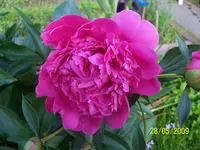 100_1752.webp