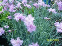 100_1755.webp