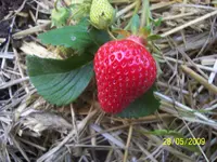 100_1756.webp