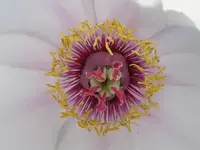 Pfingstrose innen.webp