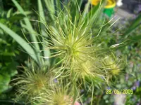 100_1753.webp