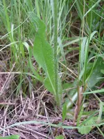 090527_0067_0001.webp