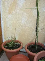 tomaten.webp