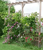RosenundWein.webp